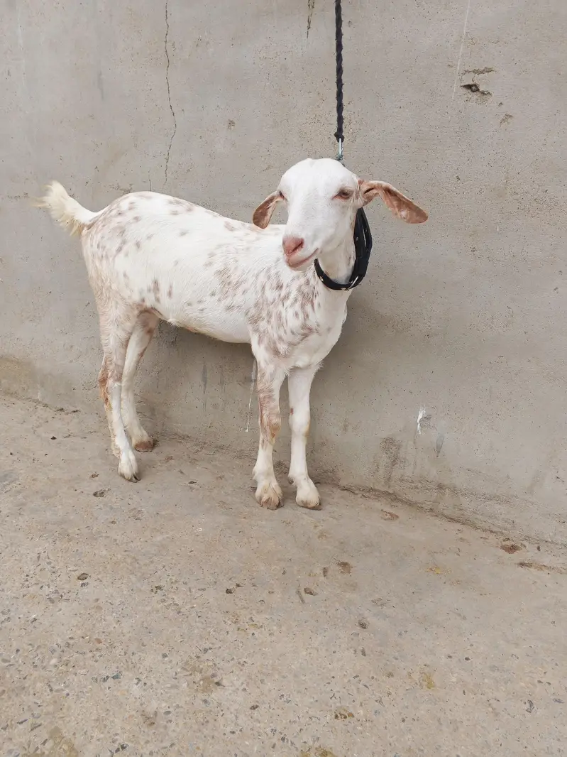 1 Bakra 3 females with 1 kid — photo 11