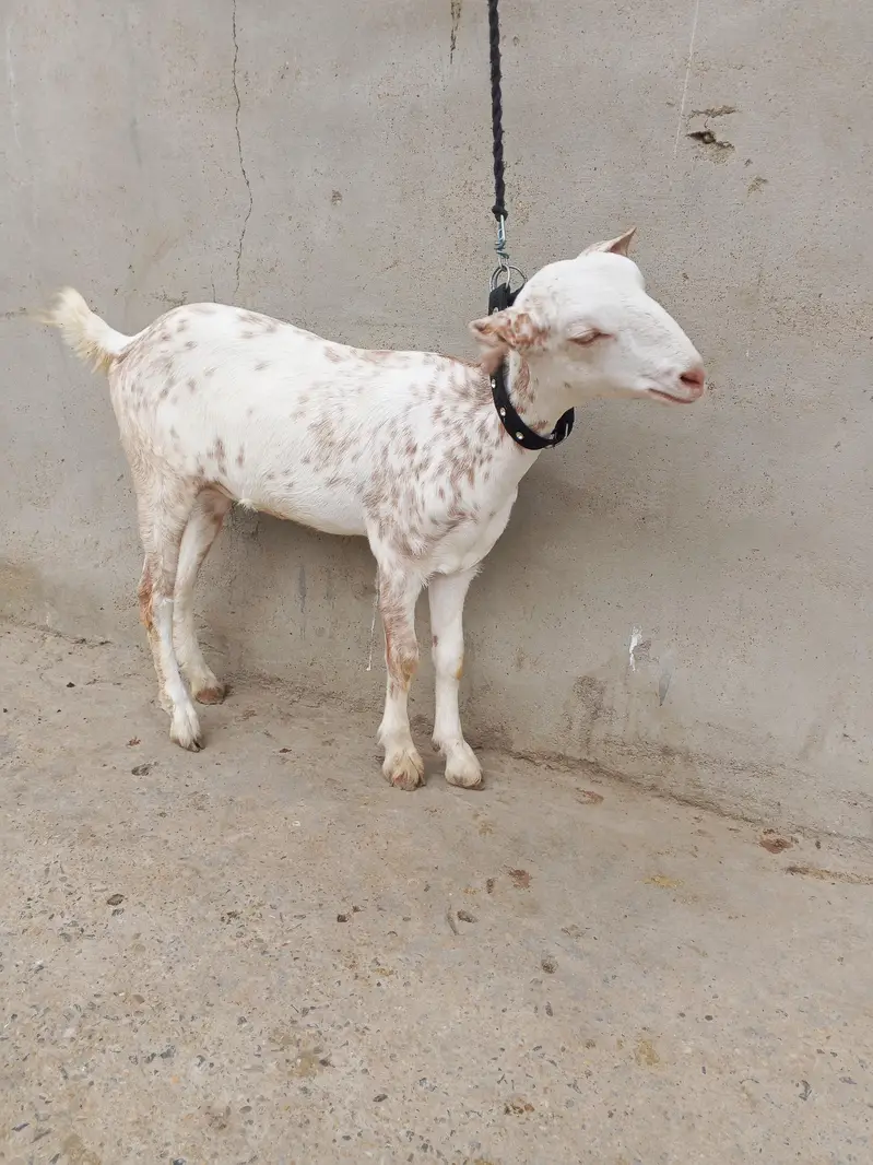 1 Bakra 3 females with 1 kid — photo 12