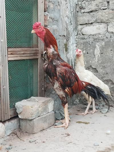 Lakha Aseel murgha