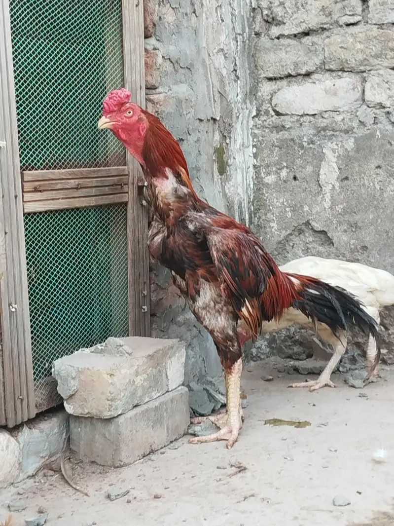 Lakha Aseel murgha — photo 5
