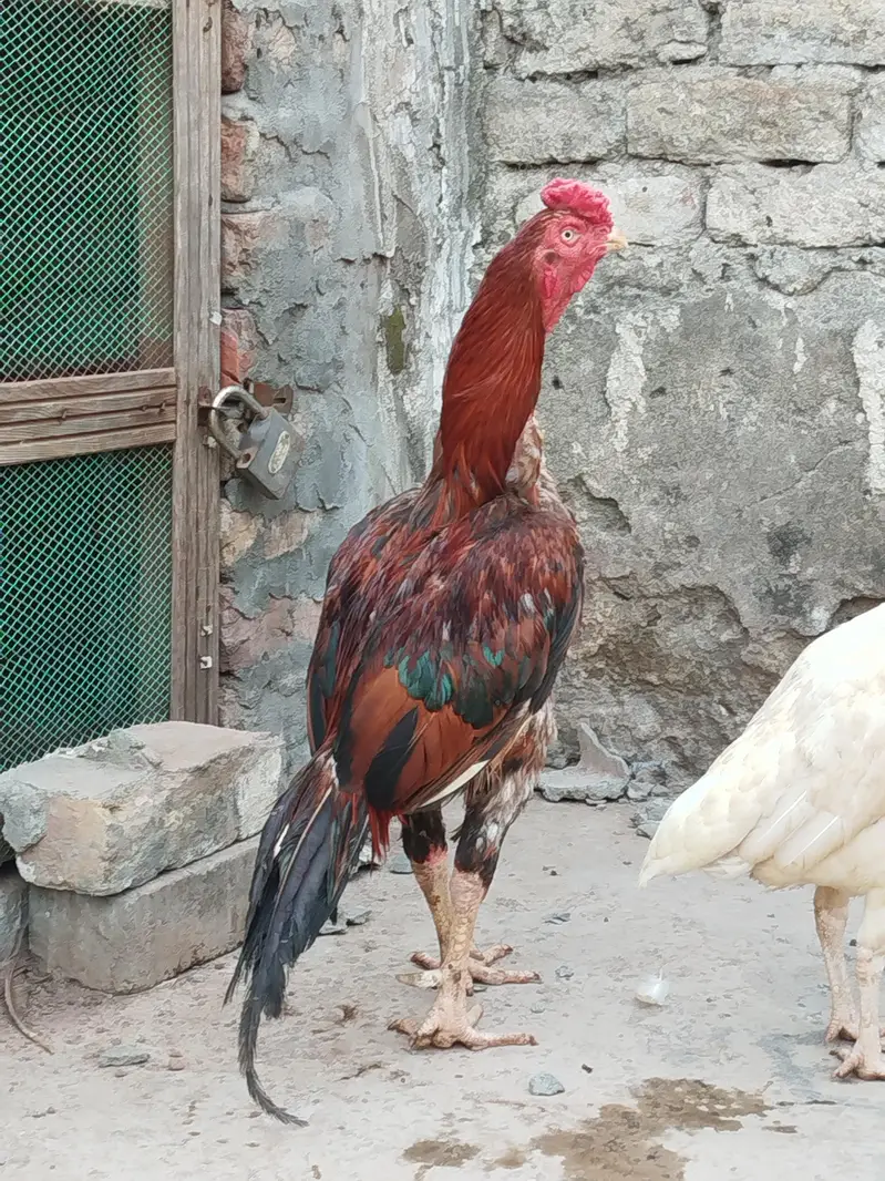 Lakha Aseel murgha — photo 6