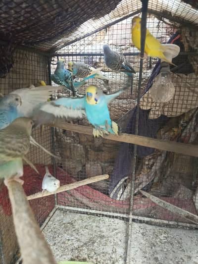Healthy Home Breed Budgies Ready To First Breed