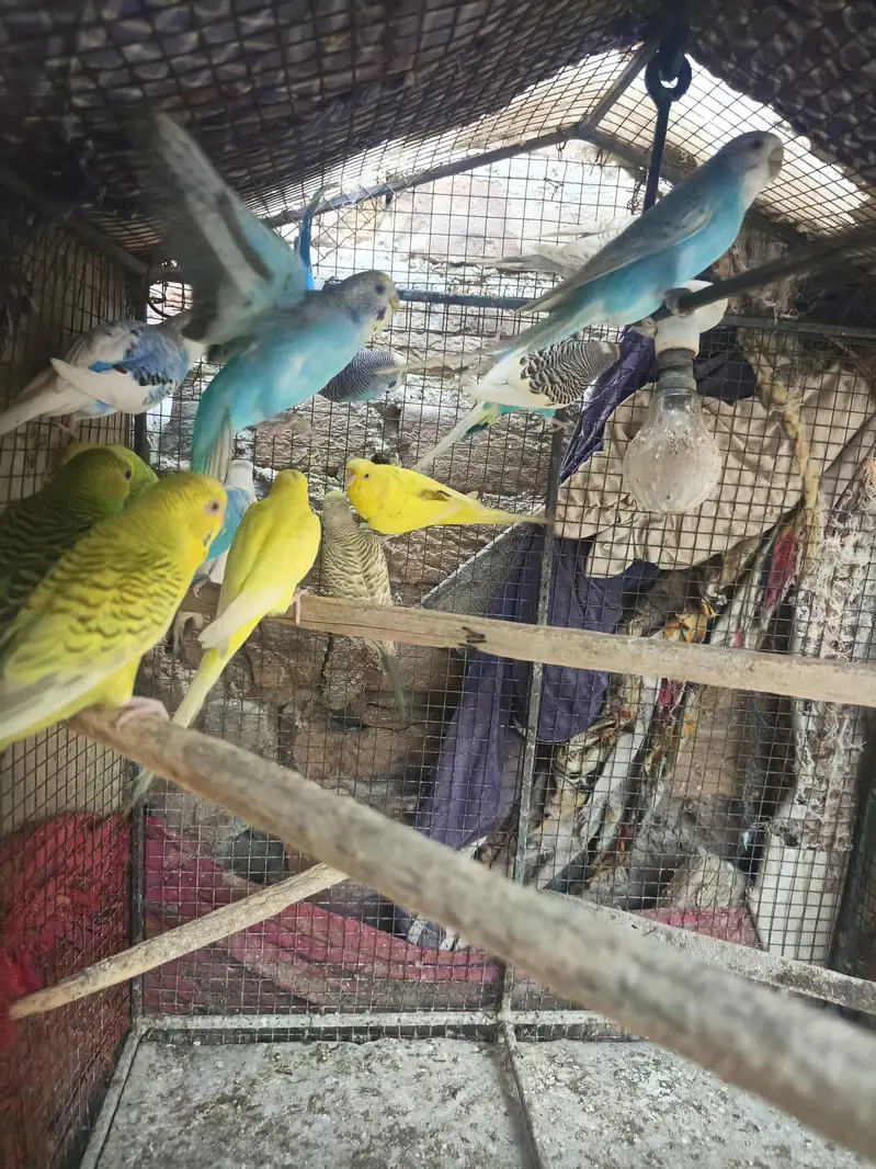 Healthy Home Breed Budgies Ready To First Breed — photo 2