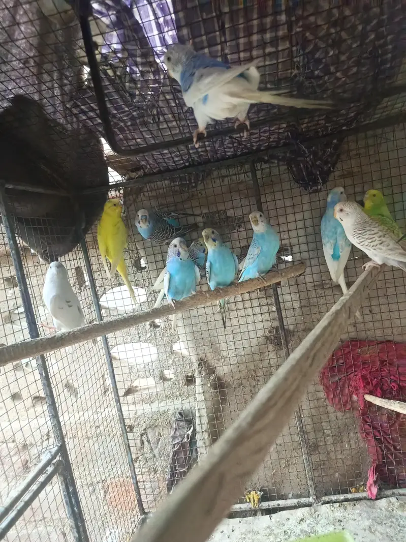 Healthy Home Breed Budgies Ready To First Breed — photo 3