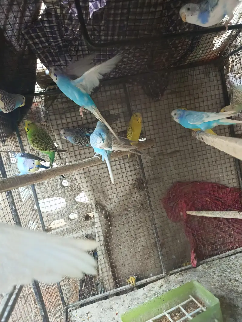 Healthy Home Breed Budgies Ready To First Breed — photo 4
