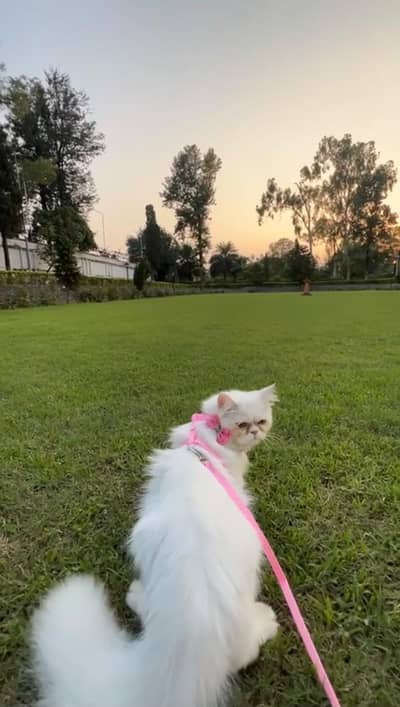 persion cat fully trained