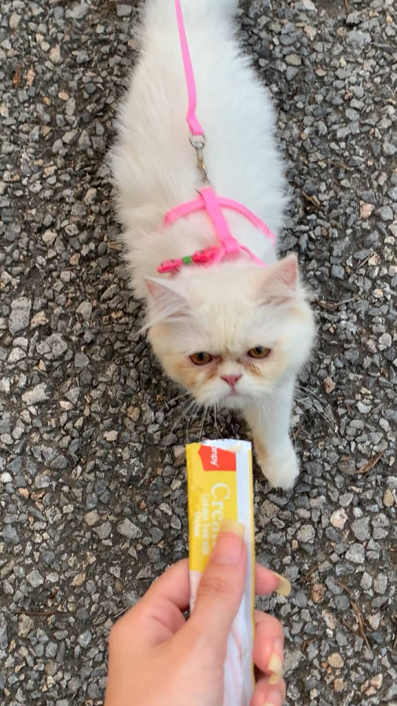 persion cat fully trained 1