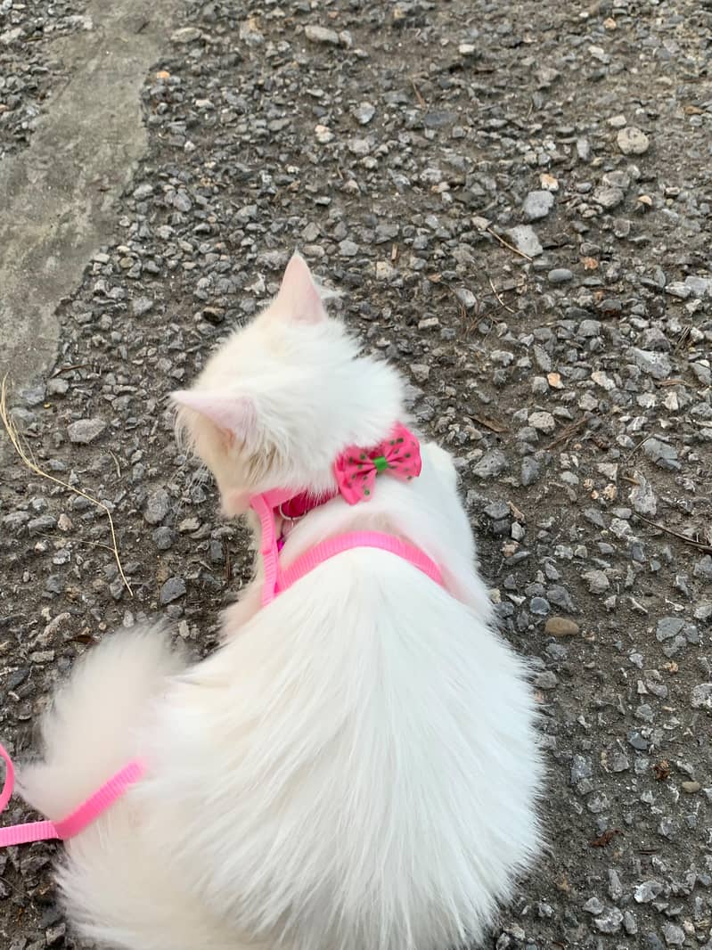 persion cat fully trained 2