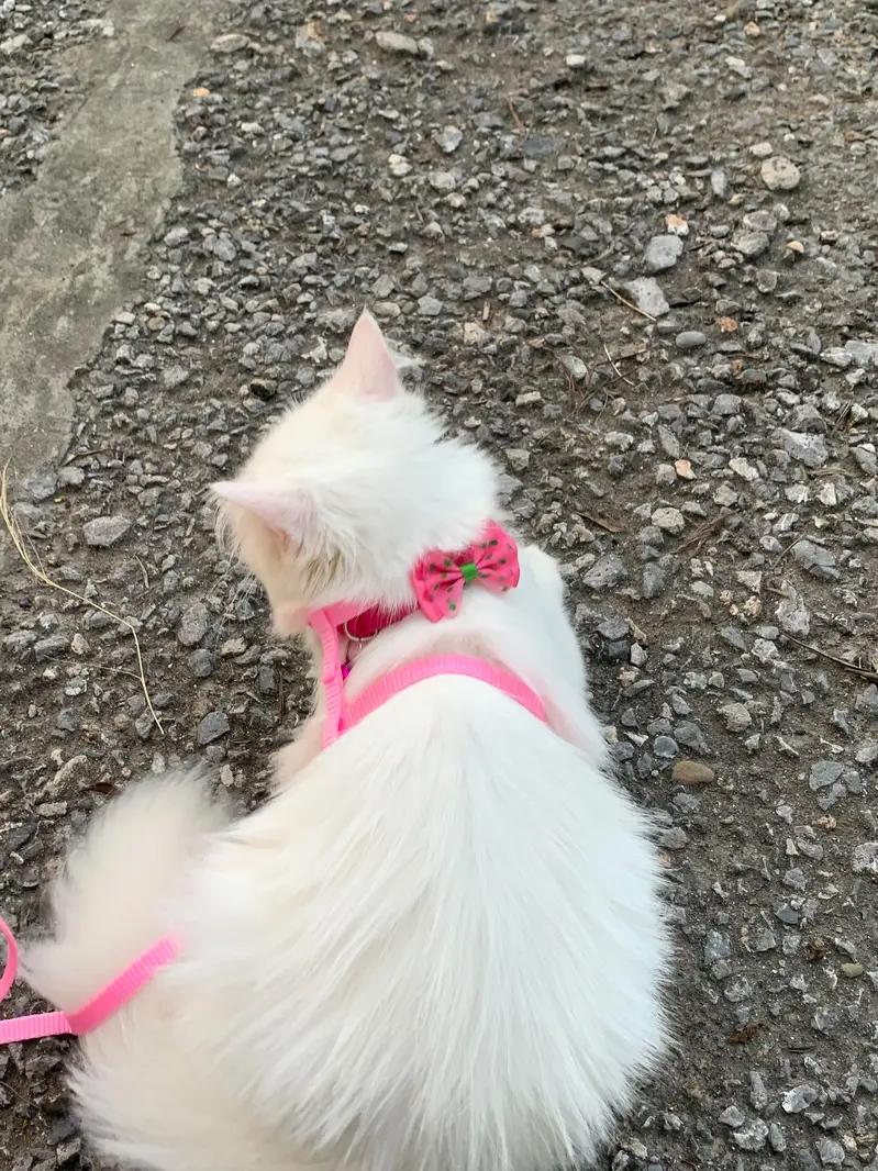 persion cat fully trained — photo 3
