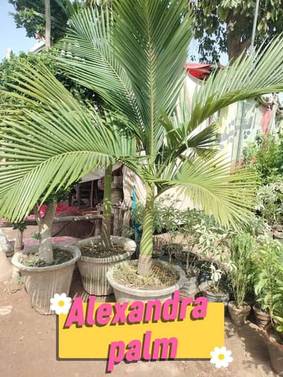 Alexandra Palm