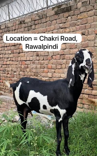 Chitri Beetal ( pure breed 2.22 months gabban )