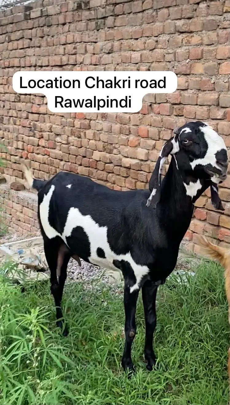 Chitri Beetal ( pure breed 2.22 months gabban ) — photo 2