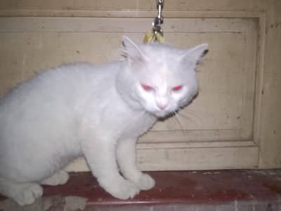 white Persian cat sell