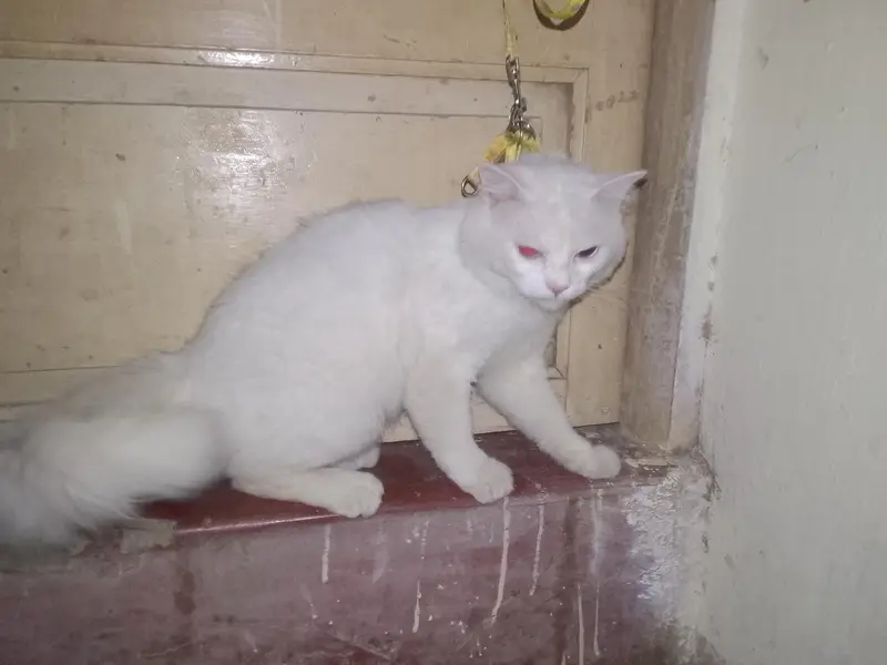 white Persian cat sell — photo 2