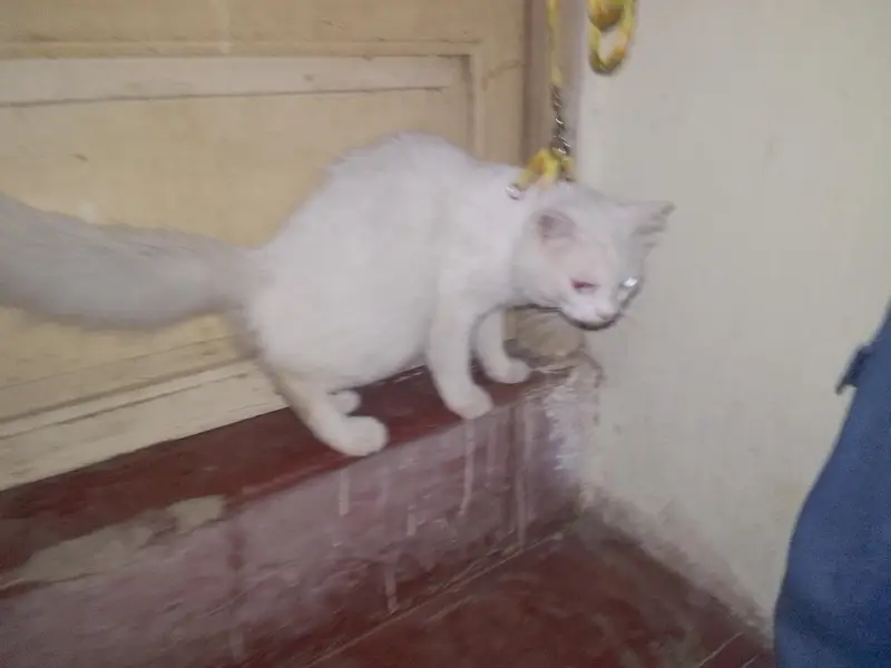 white Persian cat sell — photo 3