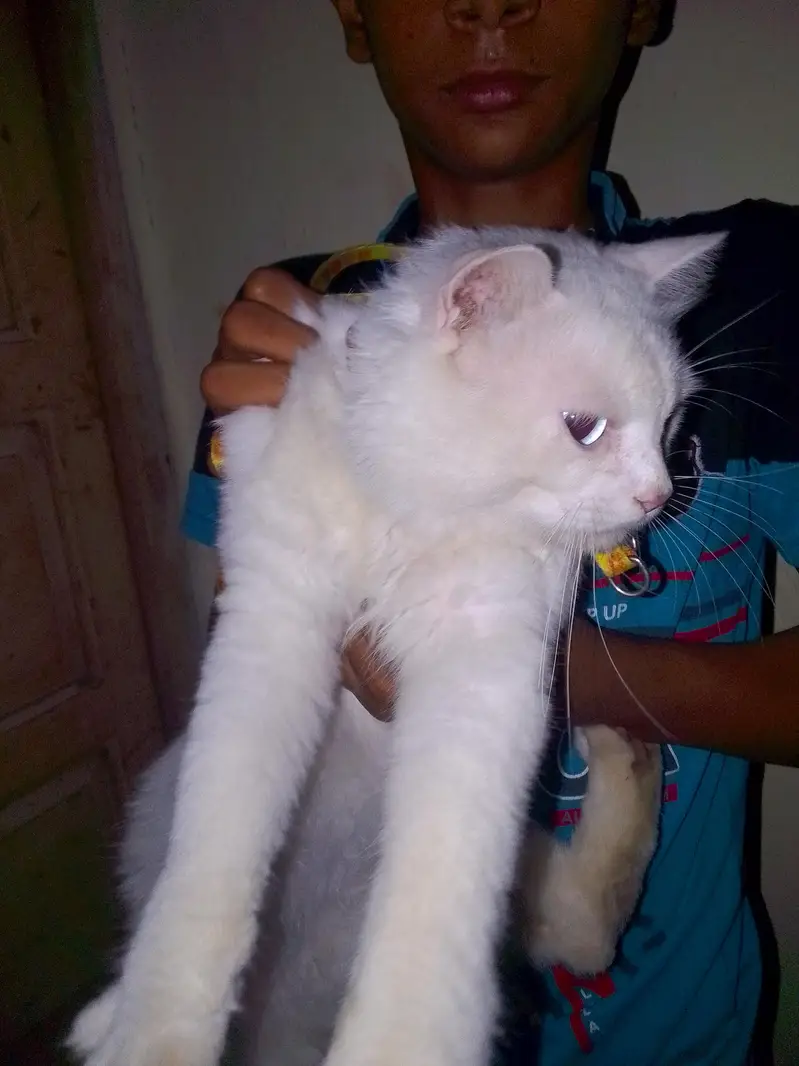 white Persian cat sell — photo 4