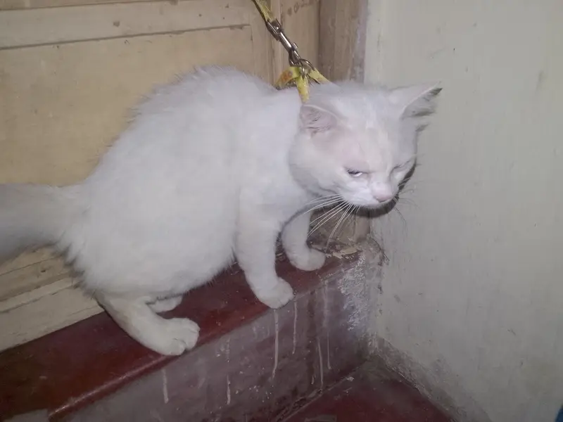 white Persian cat sell — photo 5