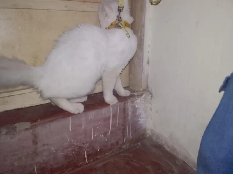 white Persian cat sell — photo 6
