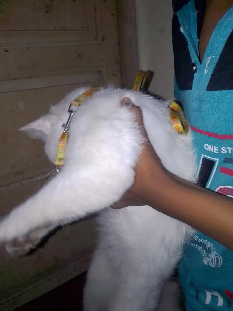 white Persian cat sell — photo 7