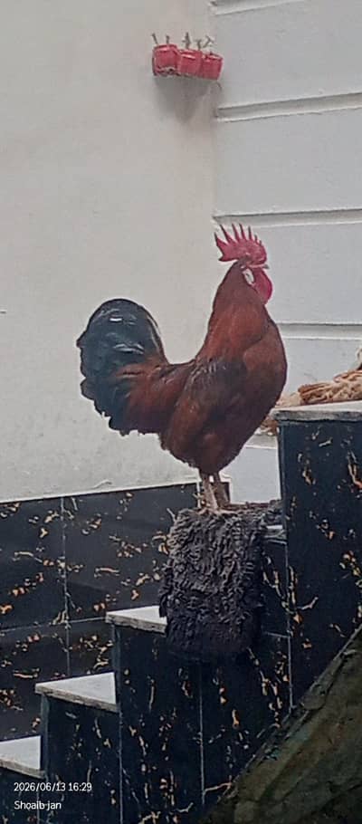Rhode island red