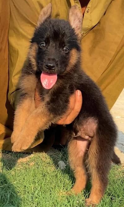 German Shepherd  double coat mail 2 month for sale