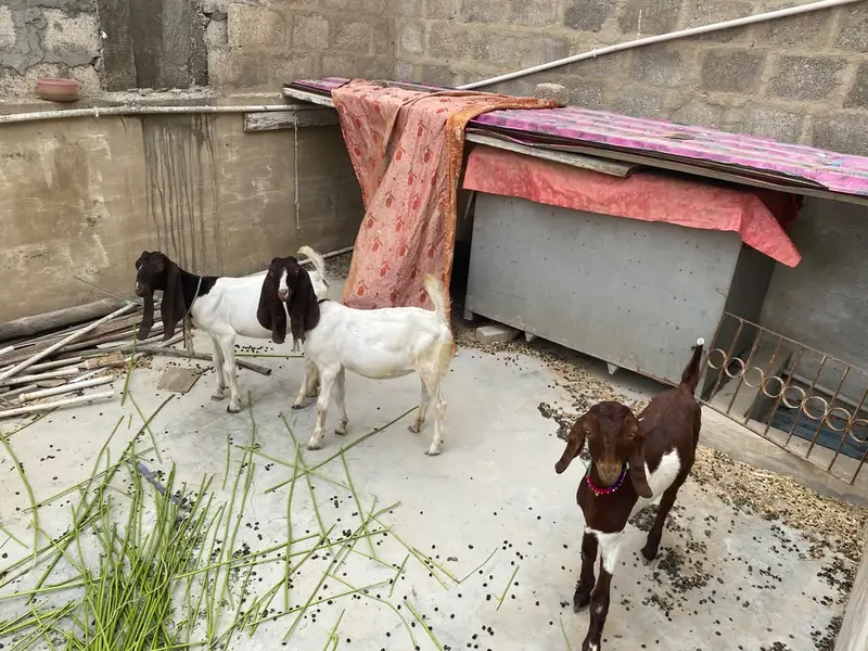 Healthy Bakre Ke Bachay For Sale – Karachi — photo 2