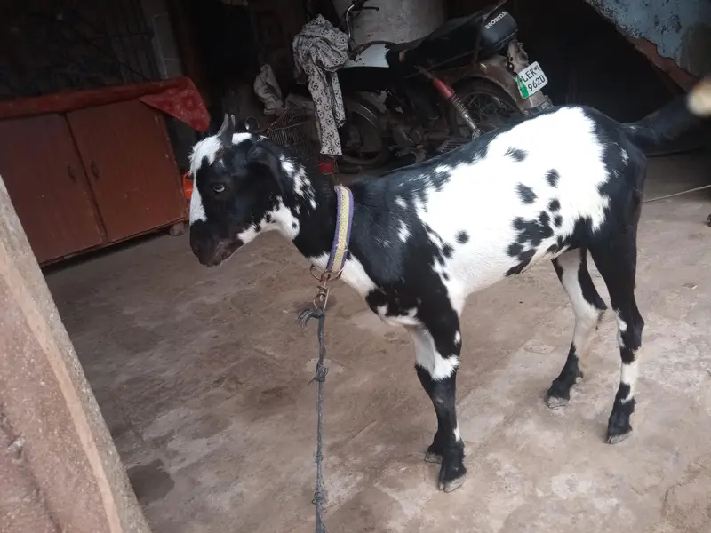 char mah ki mundri paath — photo 3