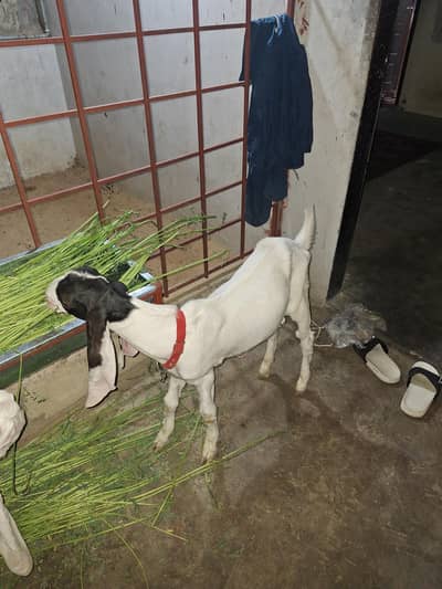 Kamori munda bacha