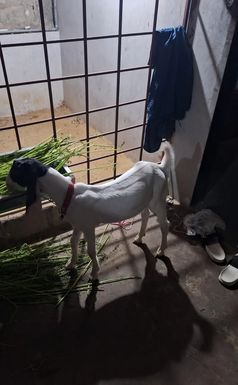 Kamori munda bacha — photo 2