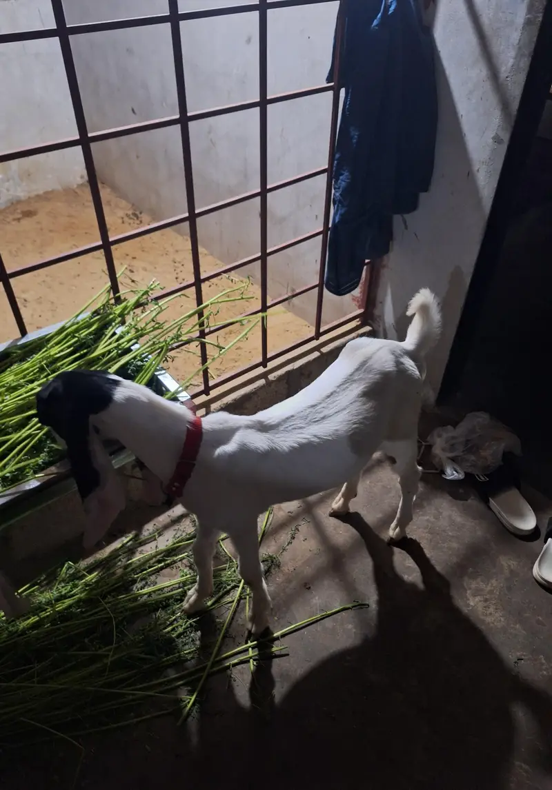 Kamori munda bacha — photo 4