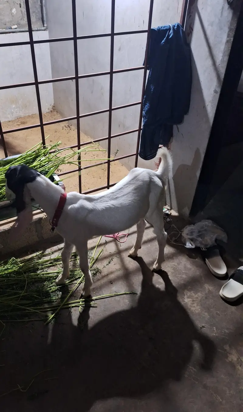 Kamori munda bacha — photo 5