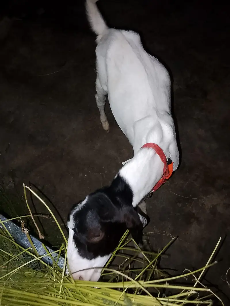 Kamori munda bacha — photo 6
