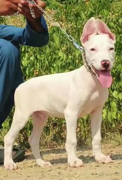 pure kohati gultair mailfor sale available