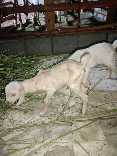 Teddy female | 2 female kids |4Dant | Goat for sale |