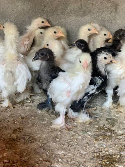 white bantam chicks for sale
