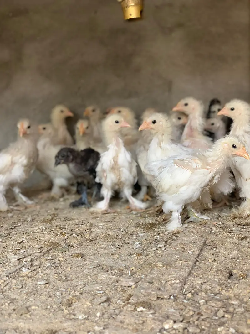 white bantam chicks for sale — photo 2