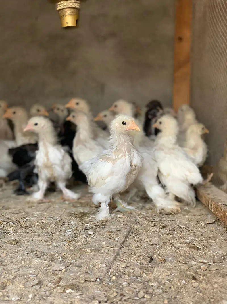 white bantam chicks for sale — photo 3