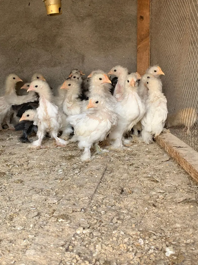 white bantam chicks for sale — photo 4
