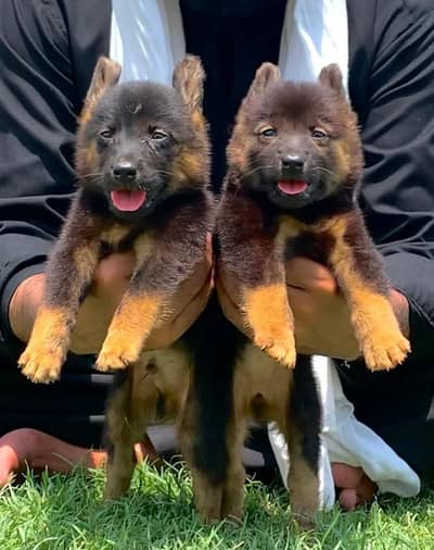 German Shepherd Male and female for sale available