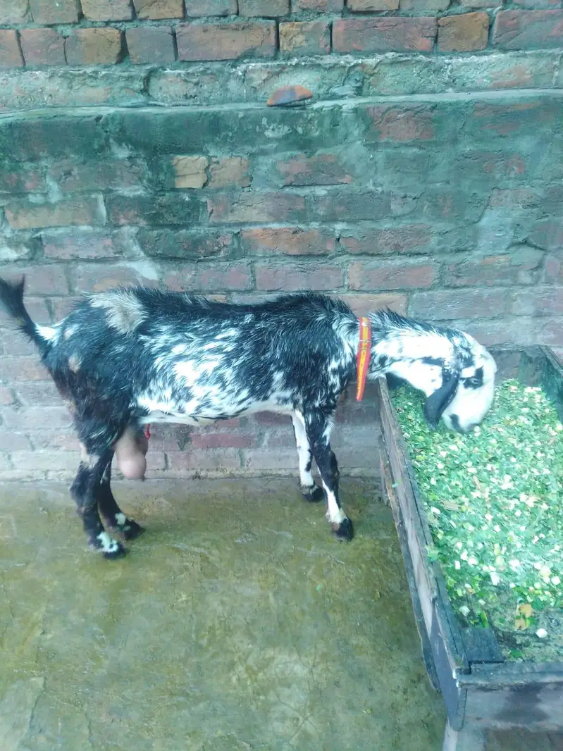Bakri. For sale — photo 3