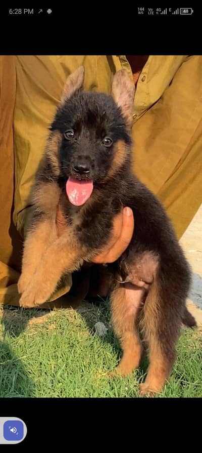 German Shepherd dabal coat and male  for sale