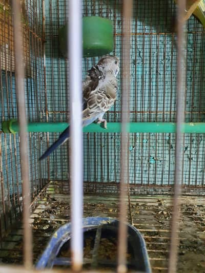 Green Opline King Male / Tcb Undersize Male / Gray Hogo Male