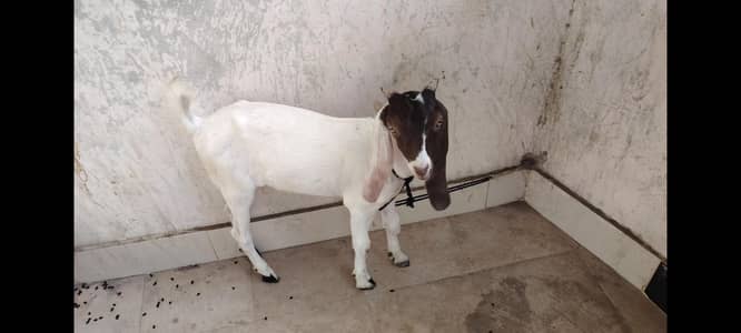 bakra for sale