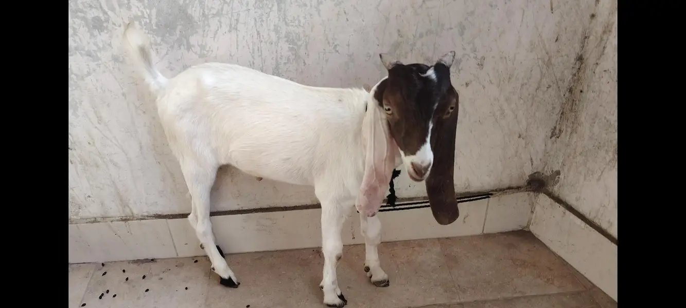 bakra for sale — photo 2