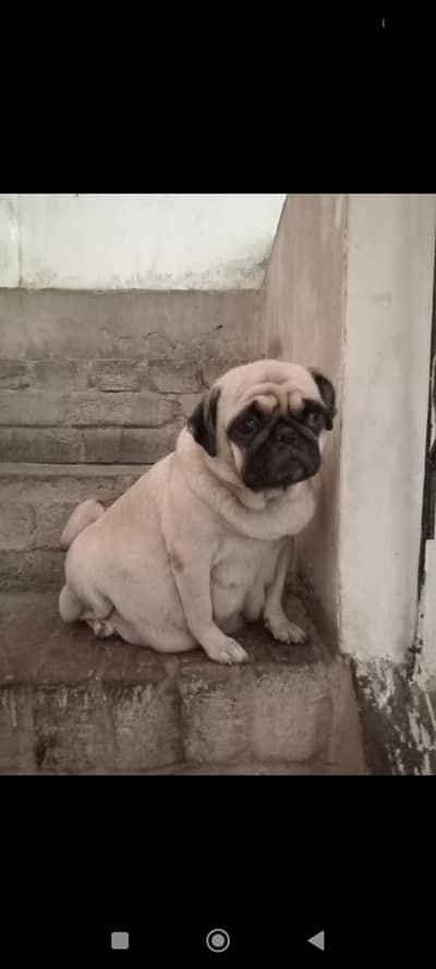pug female