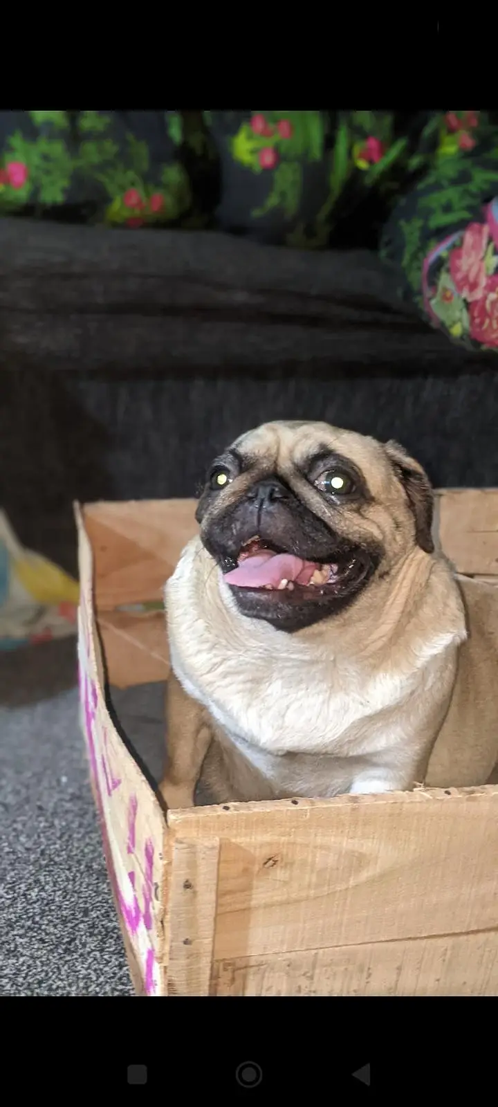 pug female — photo 2
