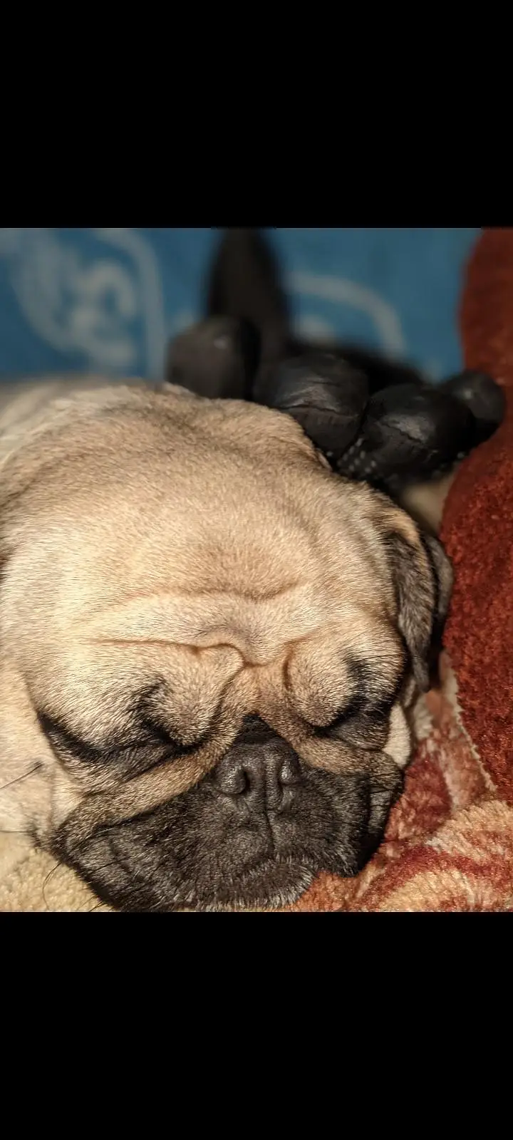 pug female — photo 3