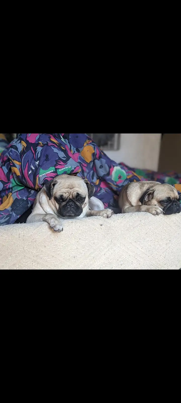 pug female — photo 4