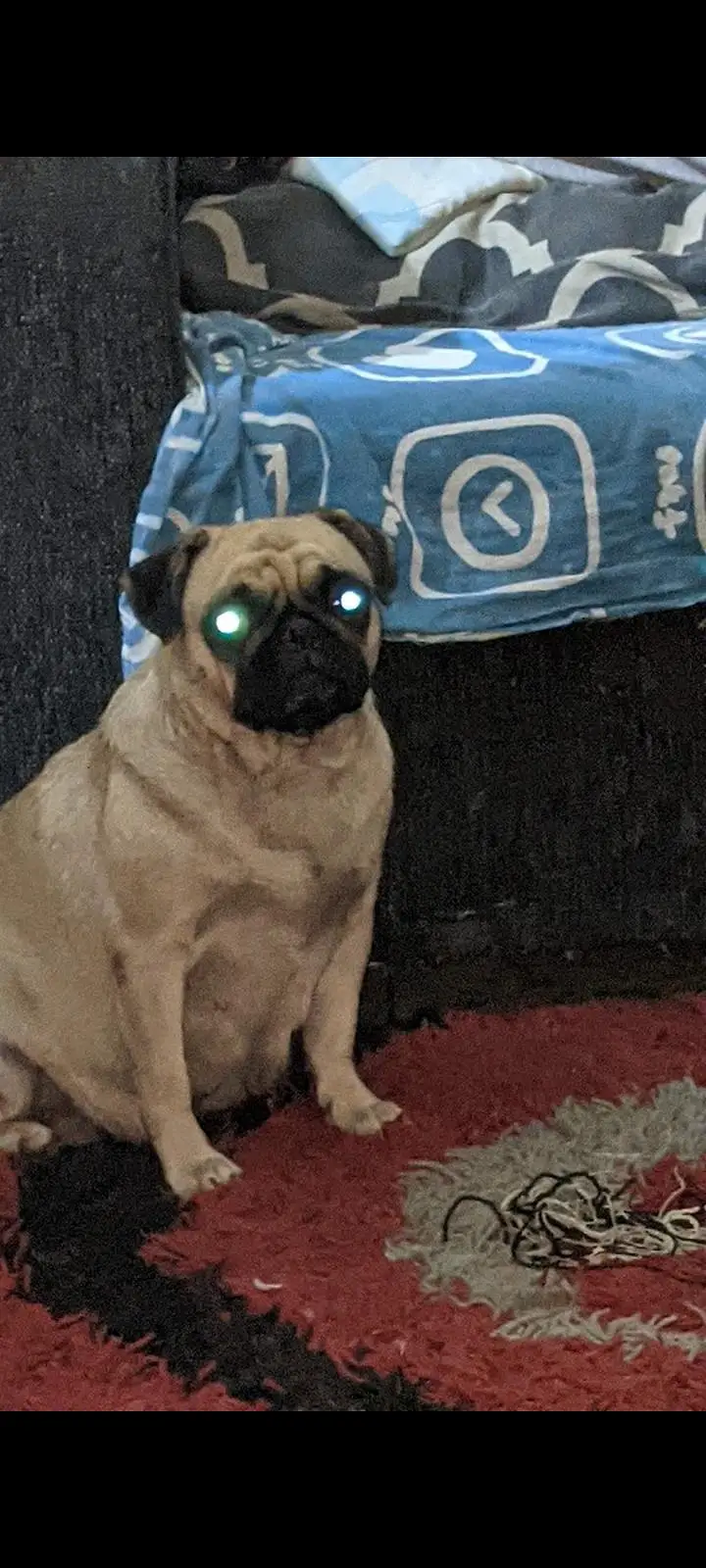 pug female — photo 5