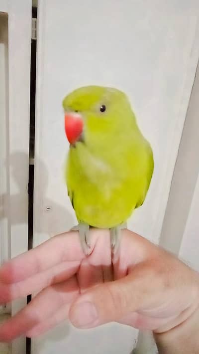 03435131048 Green ringneck  parrot handtame